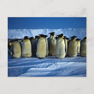 Cartão Postal Pinguins imperadores à lua
