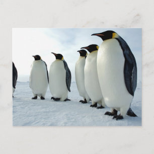 Cartão Postal Pinguins Imperadores Vinculados