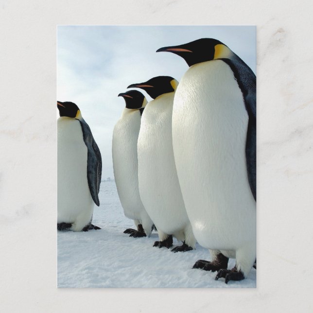Cartão Postal Pinguins Imperadores Vinculados (Frente)