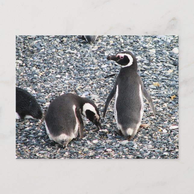 Cartão Postal Pinguins Magalhães, Canal da Beagle, Patagônia (Frente)