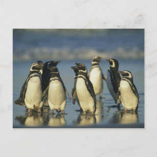 Cartão Postal Pinguins Magalhães, Esfenísco