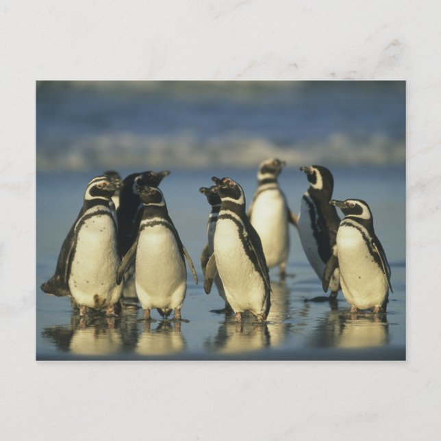 Cartão Postal Pinguins Magalhães, Esfenísco (Frente)