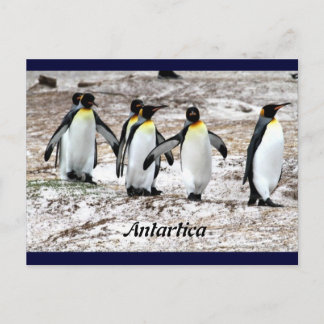 Cartão Postal Pinguins na Antártida frígida
