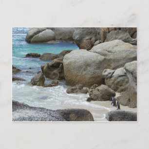 Cartão Postal Pinguins na praia