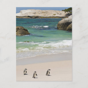 Cartão Postal Pinguins na Praia de Boulders, Simons Town, Sul 2