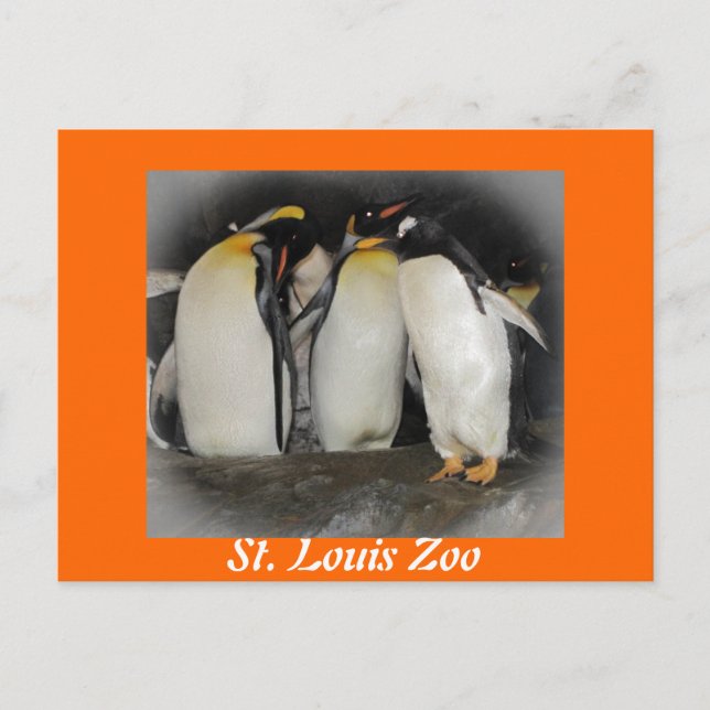 Cartão Postal Pinguins no zoológico (Frente)