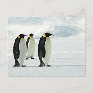 Cartão Postal Pinguins três