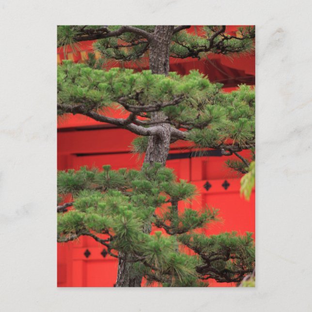 Cartão Postal Pinheiro Bonsai (Frente)