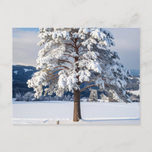 Cartão Postal Pinheiro coberto de neve