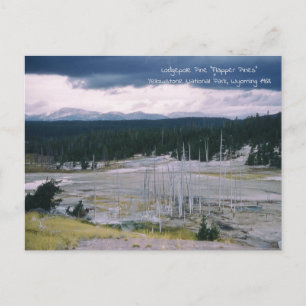 Cartão Postal Pinheiro Lodgepole Parque Nacional de Yellowstone 
