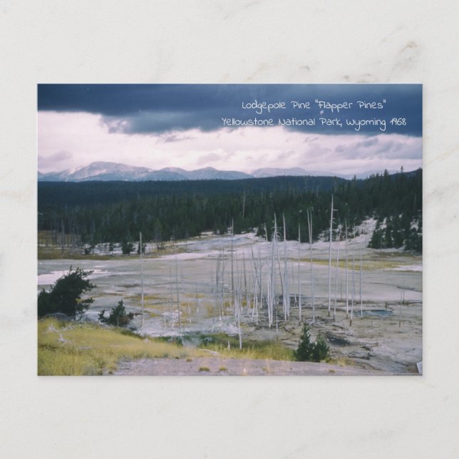 Cartão Postal Pinheiro Lodgepole Parque Nacional de Yellowstone  (Frente)