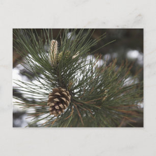 Cartão Postal Pinho