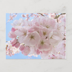 Cartão Postal Pink Blossoms Blue Sky.