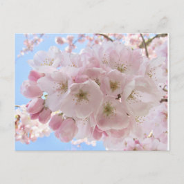 Cartão Postal Pink Blossoms Blue Sky.