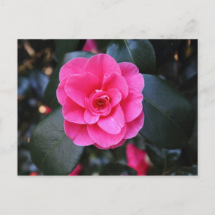 Cartão Postal Pink Camellia