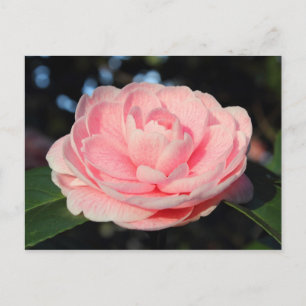 Cartão Postal Pink Camellia