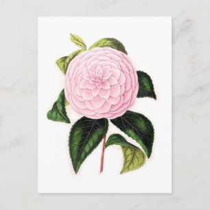 Cartão Postal Pink Camellia