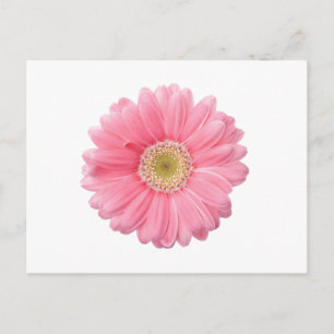 Cartão Postal PINK DAISY Solteiro Flor Branco Fundo P36
