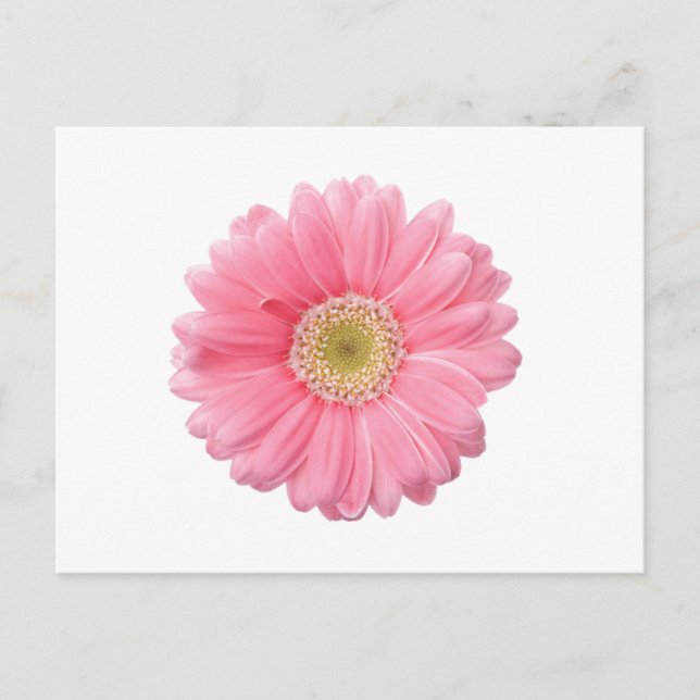 Cartão Postal PINK DAISY Solteiro Flor Branco Fundo P36 (Frente)
