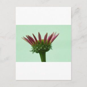 Cartão Postal Pink Echinacea Coneflower Blossom Fundo