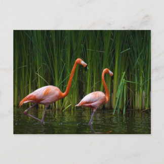 CARTÃO POSTAL PINK FLAMINGO