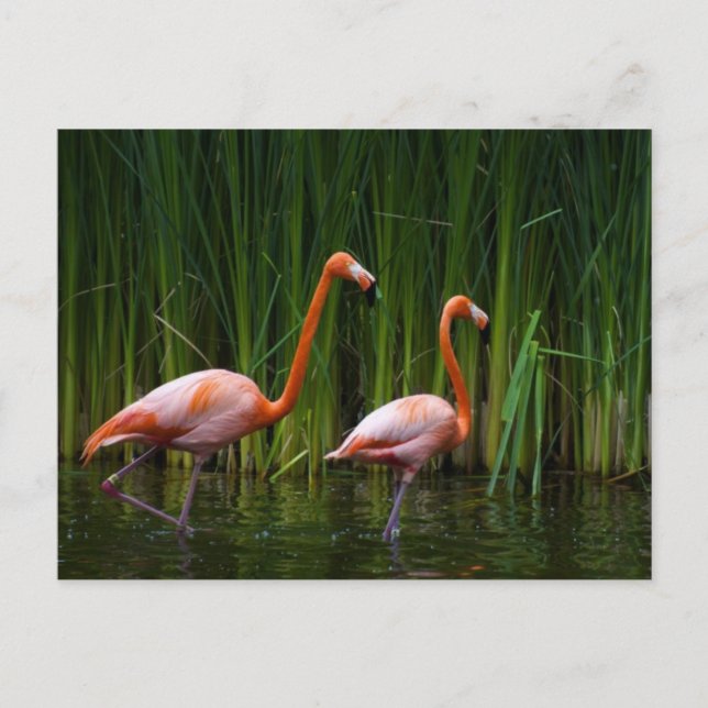 CARTÃO POSTAL PINK FLAMINGO (Frente)