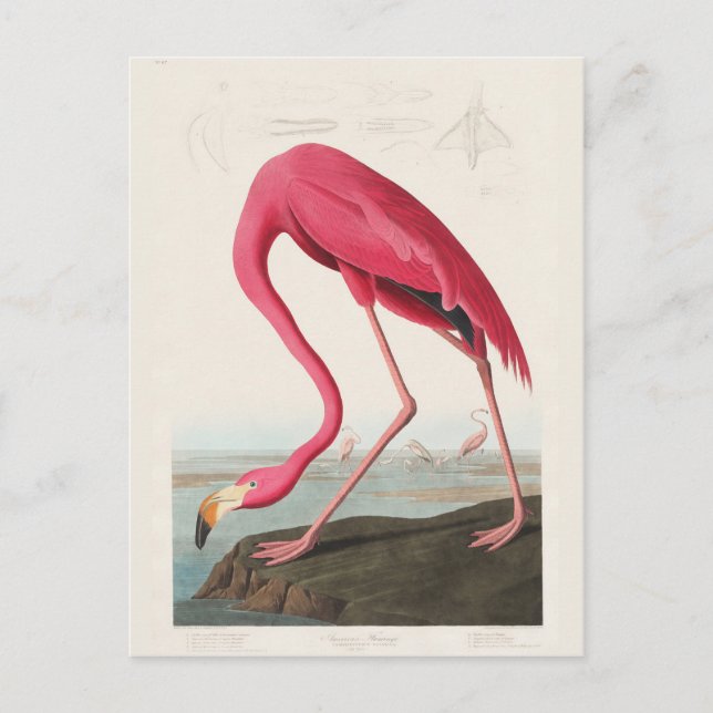 Cartão Postal Pink Flamingo, Birds of America, por J.J. Áudio (Frente)