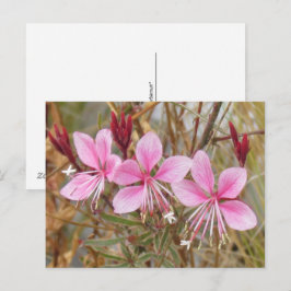 Cartão postal - Pink Guara