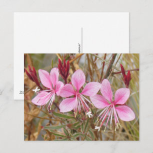 Cartão postal - Pink Guara