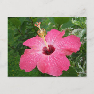Cartão Postal Pink Hibiscus Postcard