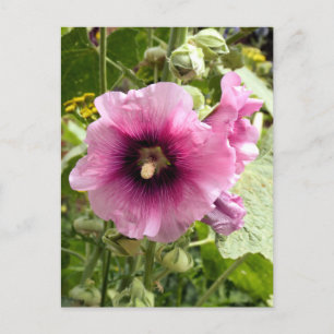CARTÃO POSTAL PINK HOLLYHOCK