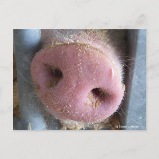 Cartão Postal Pink nariz de porco fecha a fotografia