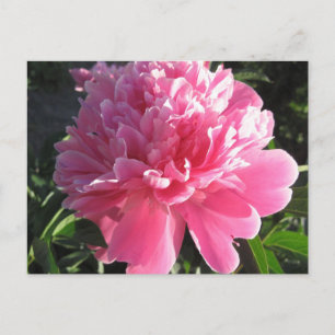 Cartão Postal Pink Peony