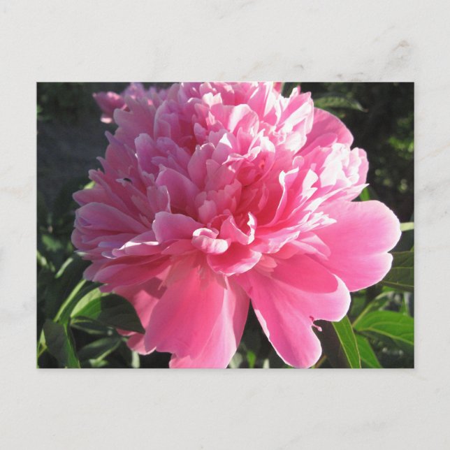 Cartão Postal Pink Peony (Frente)