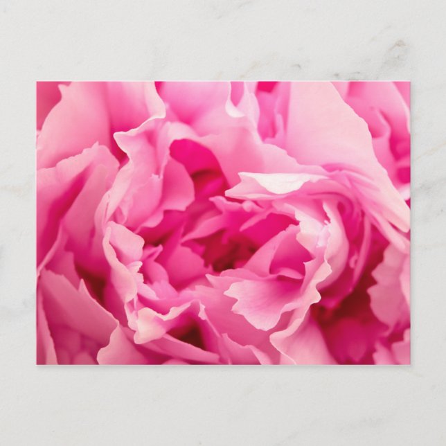 Cartão Postal Pink Peony (Frente)