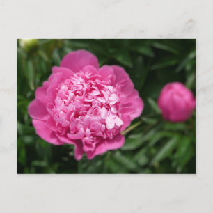 Cartão Postal Pink Peony