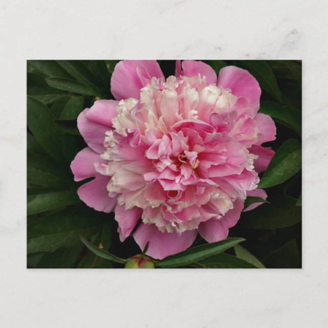 Cartão Postal Pink Peony (Frente)