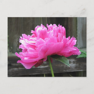 Cartão Postal Pink Peony Bloom