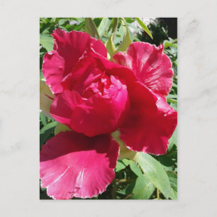 Cartão Postal Pink Peony Bloom