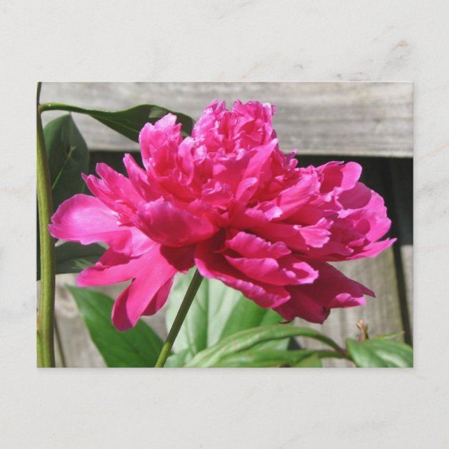 Cartão Postal Pink Peony Bloom (Frente)