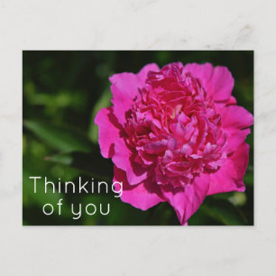 Cartão Postal Pink Peony Garden Flower Pensando em você