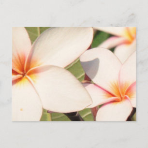 Cartão Postal Pink Plumeria Blossoms