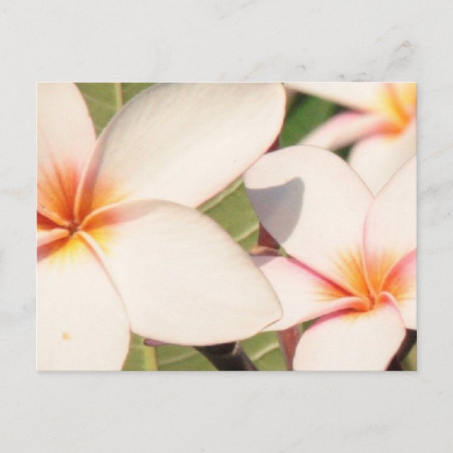 Cartão Postal Pink Plumeria Blossoms (Frente)