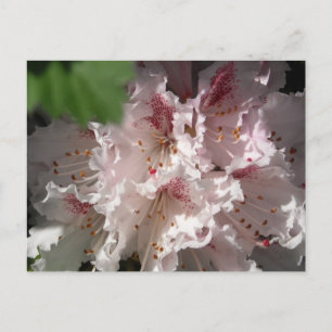 Cartão Postal Pink Rhododendron 2