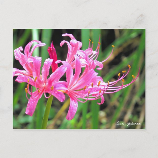 Cartão Postal Pink Spider Lily [Postcard] (Frente)