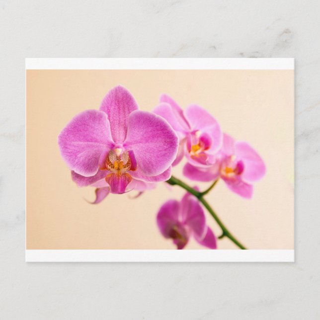 Cartão Postal Pinke Orchidee (Frente)