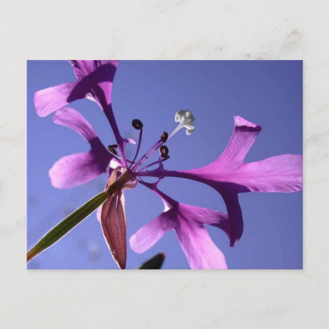 CARTÃO POSTAL PINKFAIRIRIES (Frente)