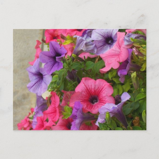 Cartão Postal Pinks (Frente)