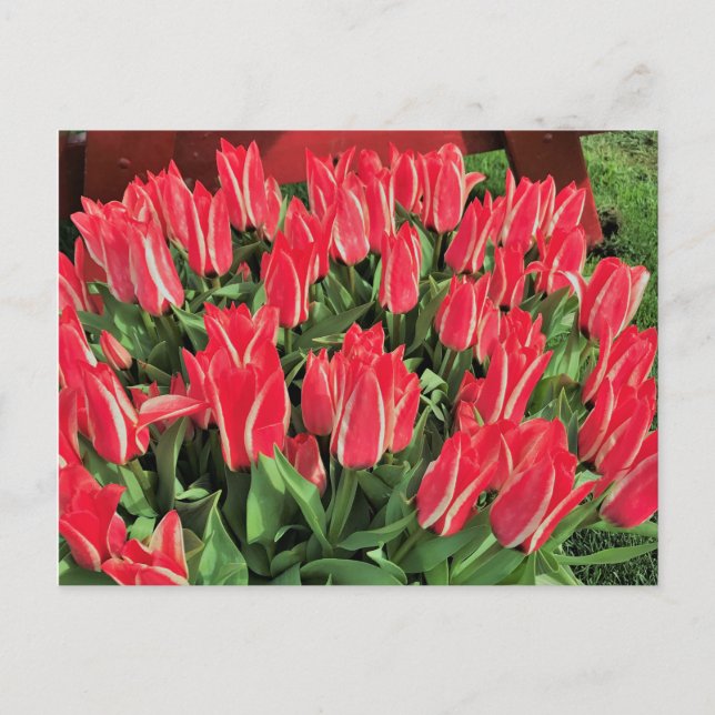 Cartão Postal Pinóquio Tulipas (Frente)