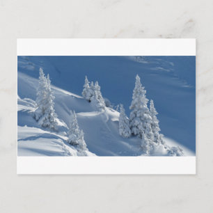 Cartão Postal Pinos Cobertos de Neve